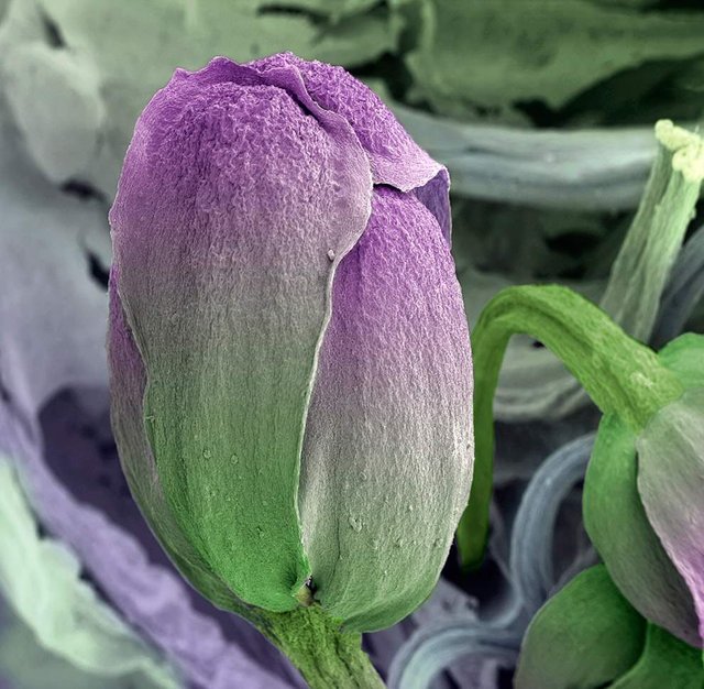 Як виглядає їжа під мікроскопом: вражаючі кадри - фото 320063