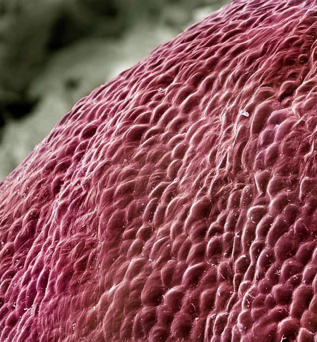 Як виглядає їжа під мікроскопом: вражаючі кадри - фото 320064