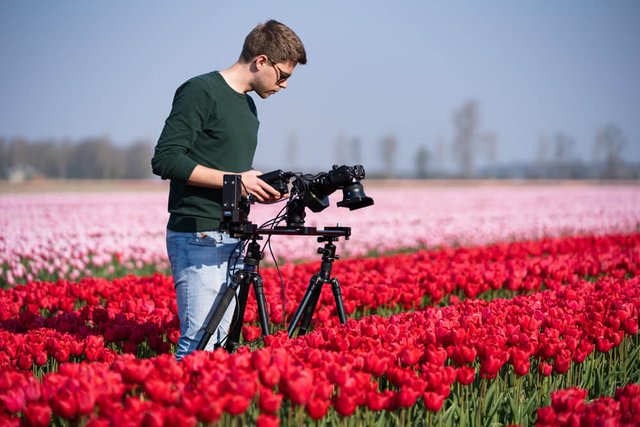 Неймовірні поля тюльпанів у Нідерландах: фото і відео - фото 327166