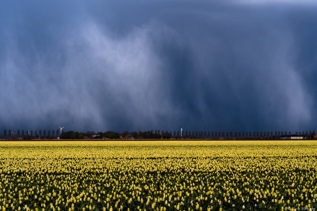 Неймовірні поля тюльпанів у Нідерландах: фото і відео - фото 327167