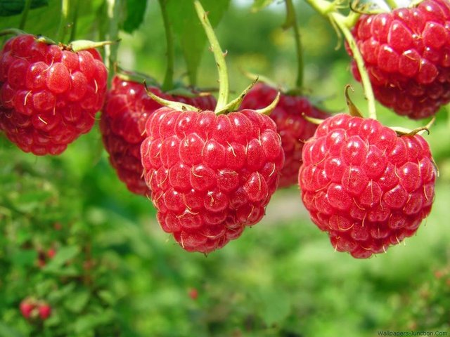 Як правильно їсти ягоди в літню спеку - фото 338135