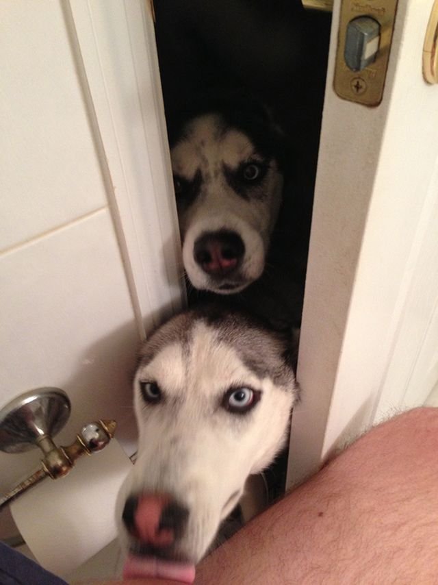 Ці собаки не знають, що таке особистий простір: кумедні фото - фото 348241