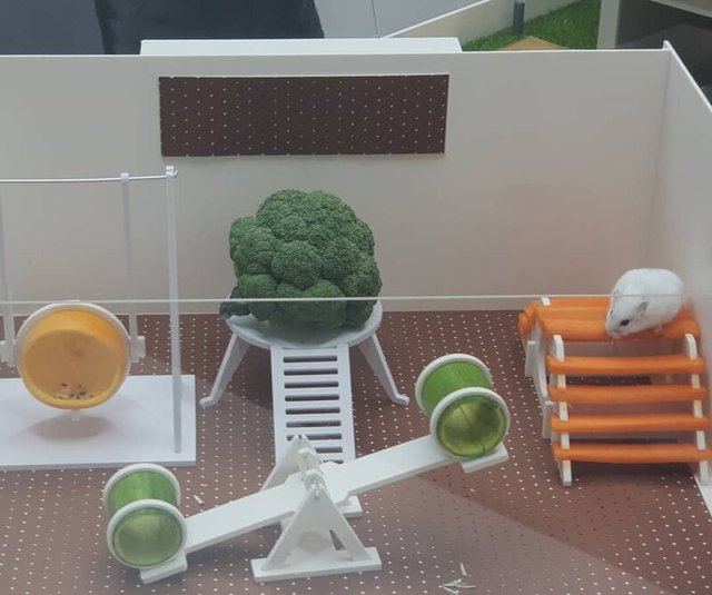 Корейці створюють елітні домівки для хом'яків, яким можна позаздрити: фото - фото 360512