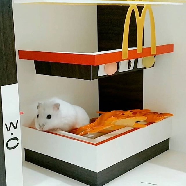 Корейці створюють елітні домівки для хом'яків, яким можна позаздрити: фото - фото 360517