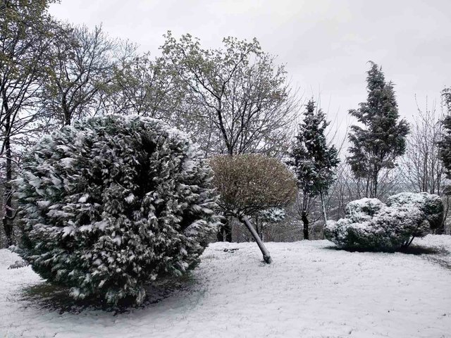 В Україні випав сніг посеред весни: добірка фото із засніжених Карпат - фото 397926