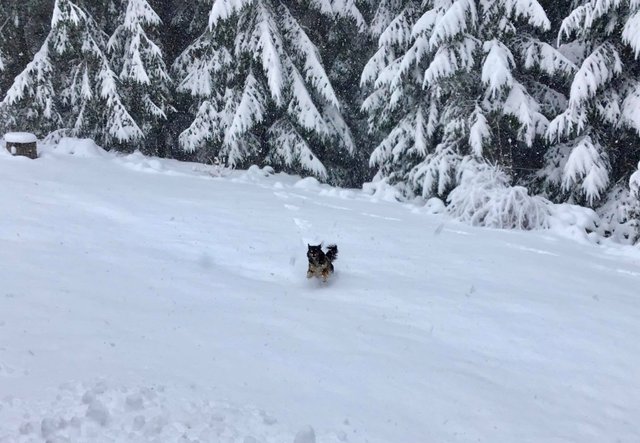 Собака тішиться снігу - фото 397933