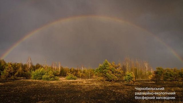 Мережу вразила веселка над лісами в зоні ЧАЕС - 398667 Мережу вразила веселка над лісами в зоні ЧАЕС - фото 398667