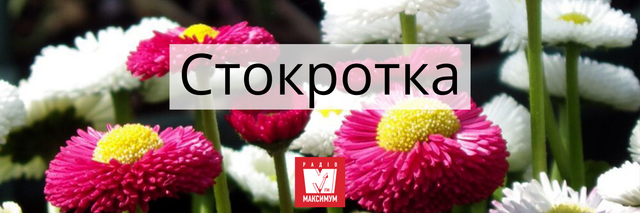 Говори красиво: 10 українських назв квітів, які милують око - 400904 Говори красиво: 10 українських назв квітів, які милують око - фото 400904