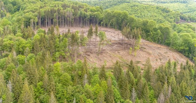 У мережі показали наслідки вирубки лісів в Карпатах: промовисті фото - фото 410764