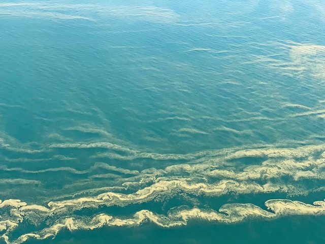 Чорне море знову стало зеленим: у мережі діляться знімками незвичайного явища - фото 413129