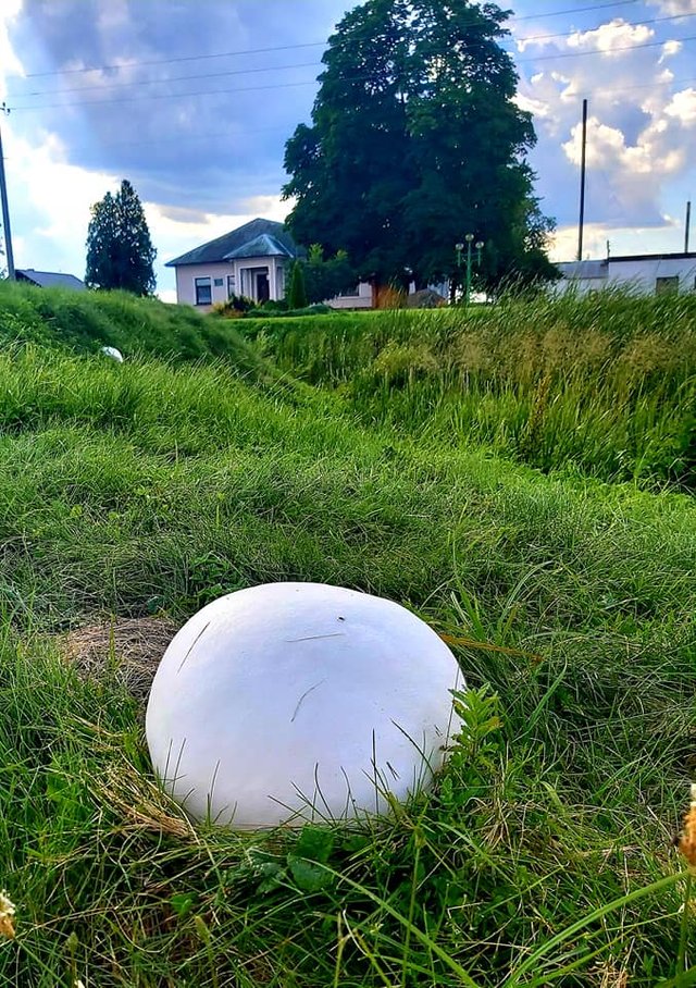 В Україні знайшли гігантський гриб: вражаюче фото - фото 416931