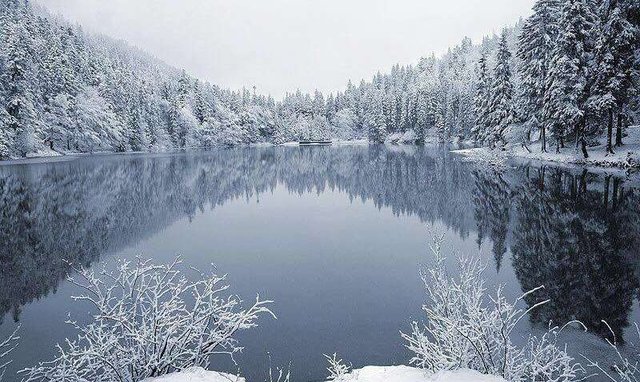 Озеро Синевир зачарувало мережу зимовою красою - фото 440366
