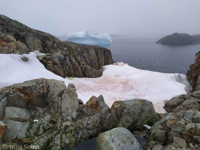 В Антарктиді 'зацвів' сніг і став рожевим: фото - фото 447911