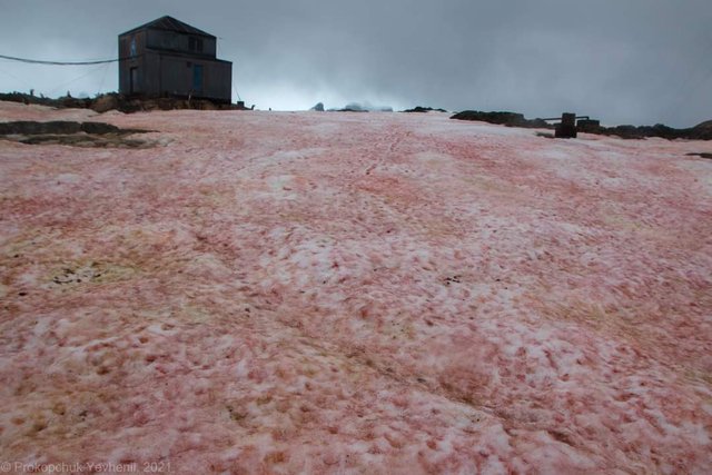В Антарктиді 'зацвів' сніг і став рожевим: фото - фото 447913