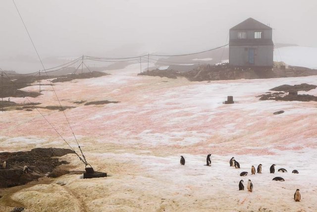 В Антарктиді 'зацвів' сніг і став рожевим: фото - фото 447915
