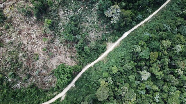 Ліси Амазонії почали виділяти вуглекислий газ: у чому причина - фото 458988