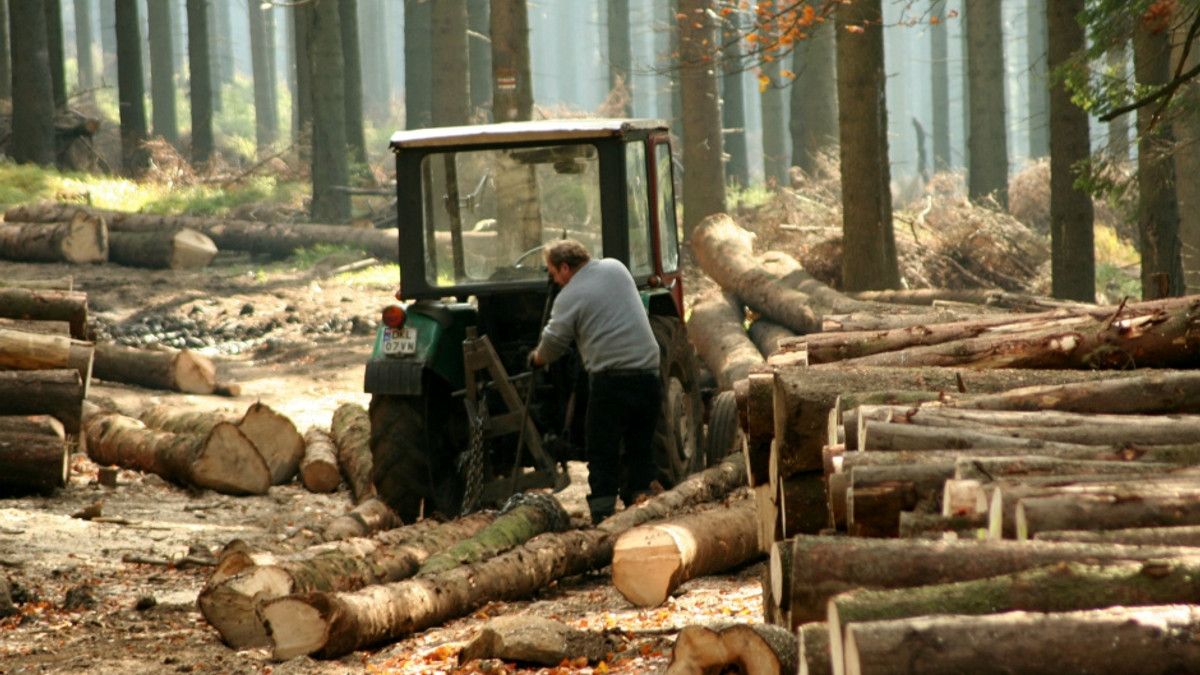 У Мінприроди створили нові правила вирубування лісів - фото 1