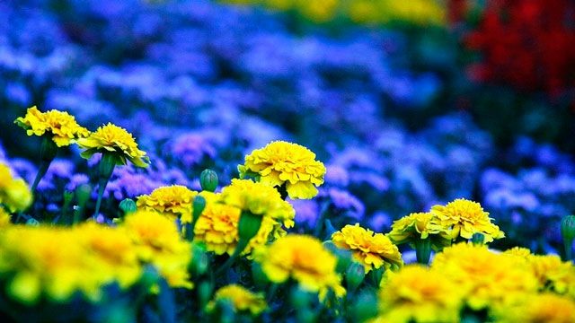 У Києві з'явиться найбільший квітковий прапор України - фото 1