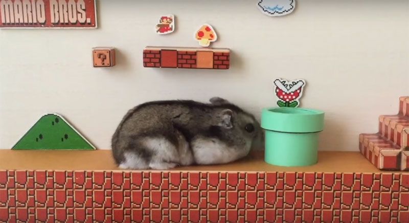Мережу підірвав хом’як, який пройшов "Супер-Маріо" за 40 секунд