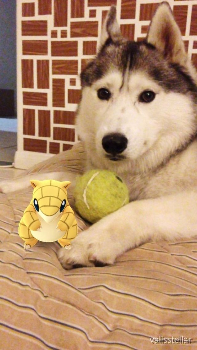 Показали домашніх улюбленці, які божеволіють від покемонів - фото 97514