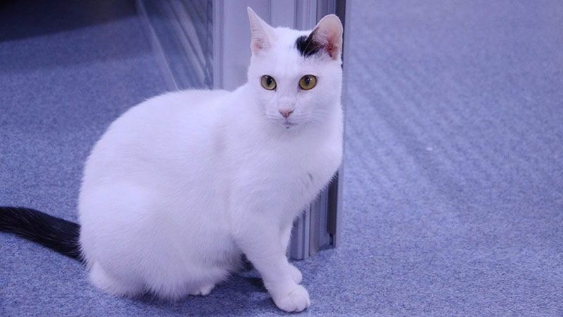 У Києві роздають милих котиків із закритого котокафе