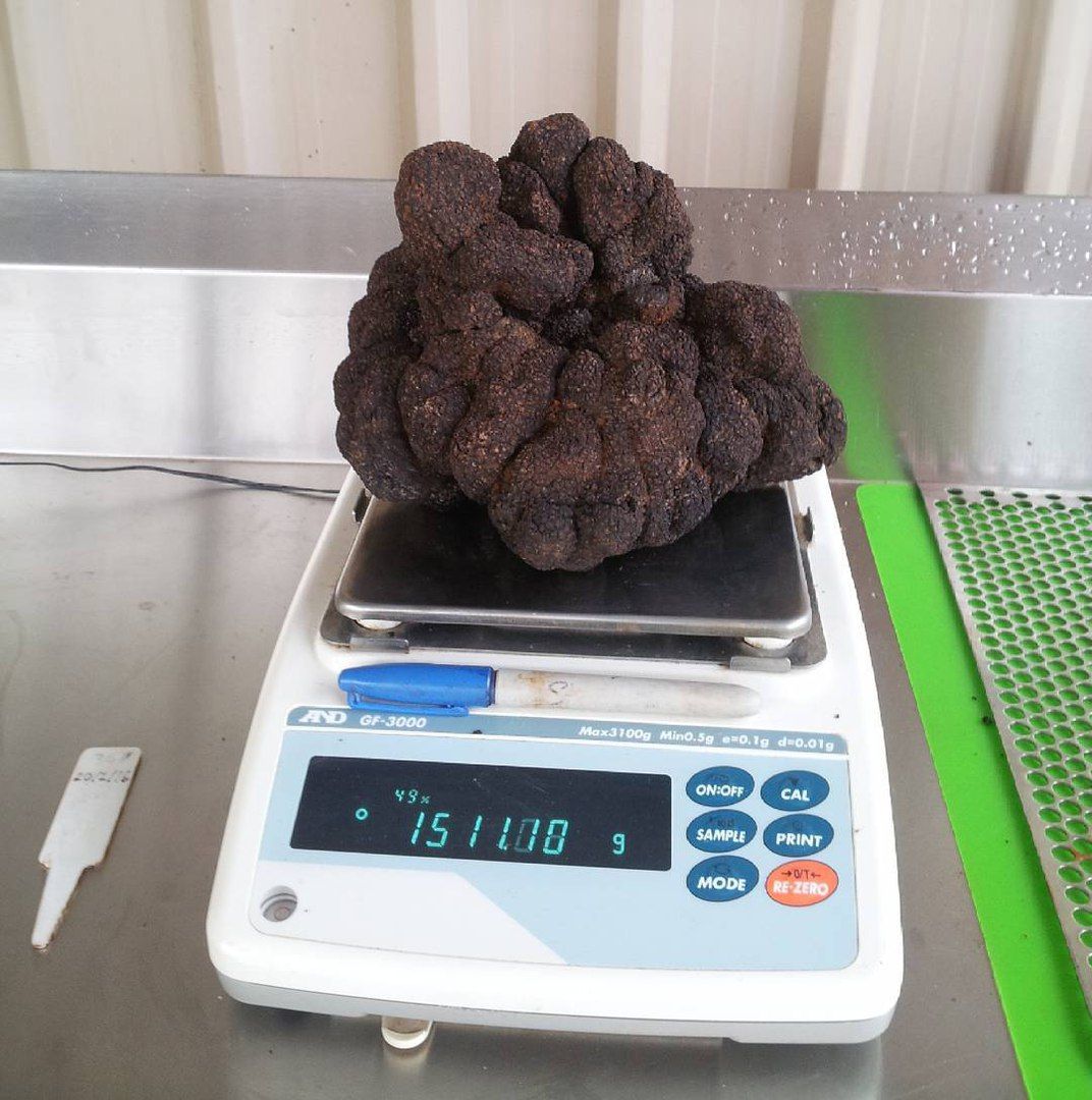 ЗМІ показали найдорожчий у світі трюфель