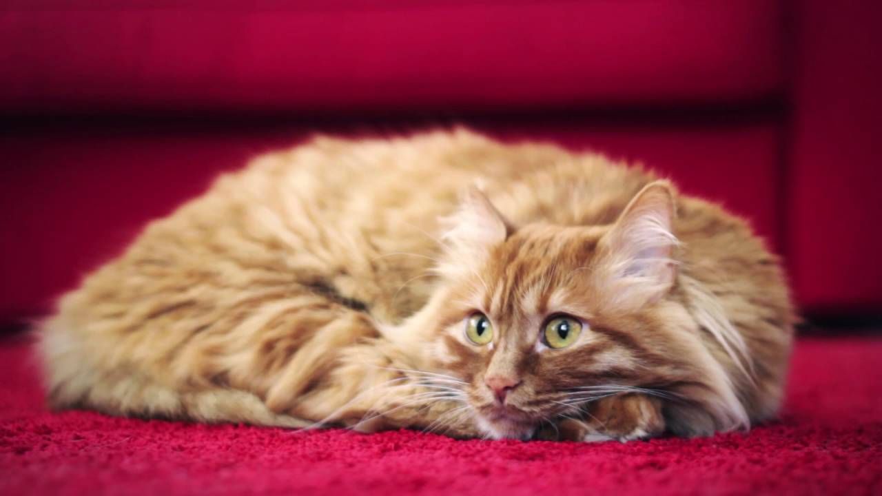 Коти стали героями реклами автомобілів