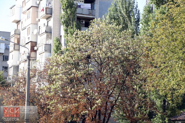 Цвітіння каштанів в Одесі - фото 106231