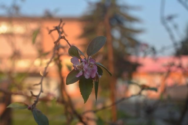 У Хусті зацвіла алея японських яблук - фото 106245