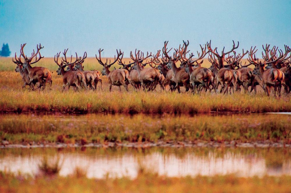 Бирючий заповідник - фото 1