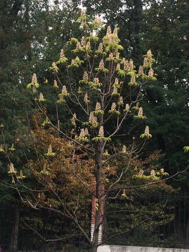 Цвітіння каштанів у Києві - фото 106230