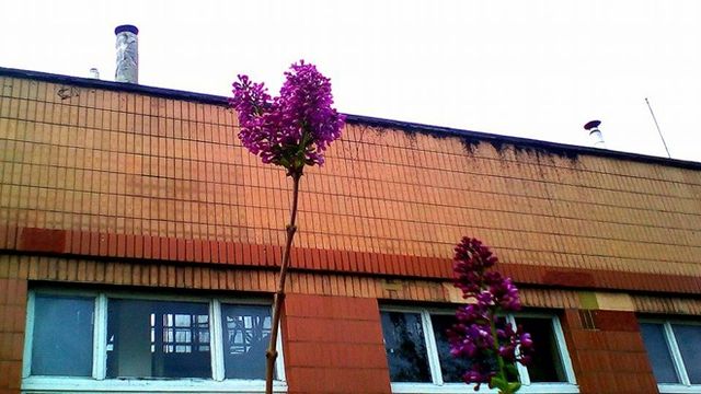 Бузок зацвів у Черкасах - фото 106240