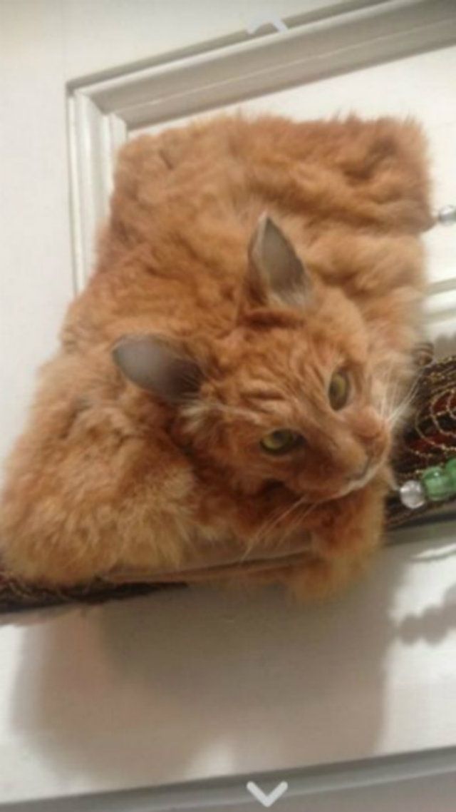 На аукціоні продали сумку з кота: дивні фото 
 - фото 104875