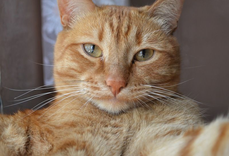 Кіт став головою отари овець