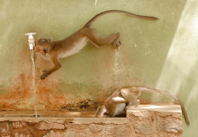 У Лондоні визначили найкращі фото дикої природи - фото 104946