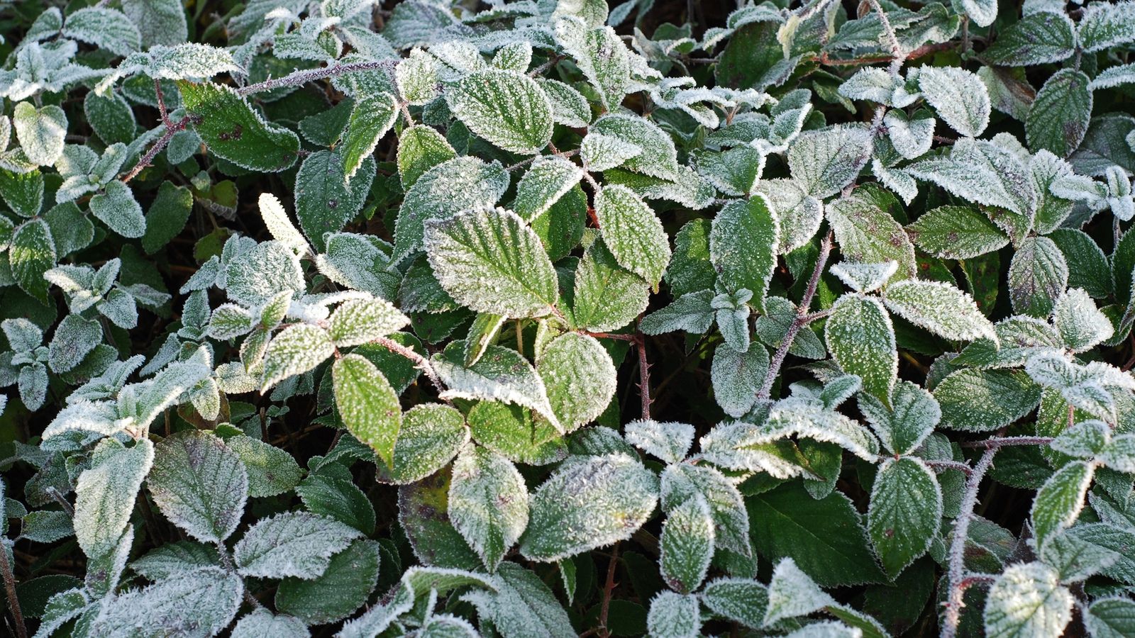 В Україну насуваються перші заморозки