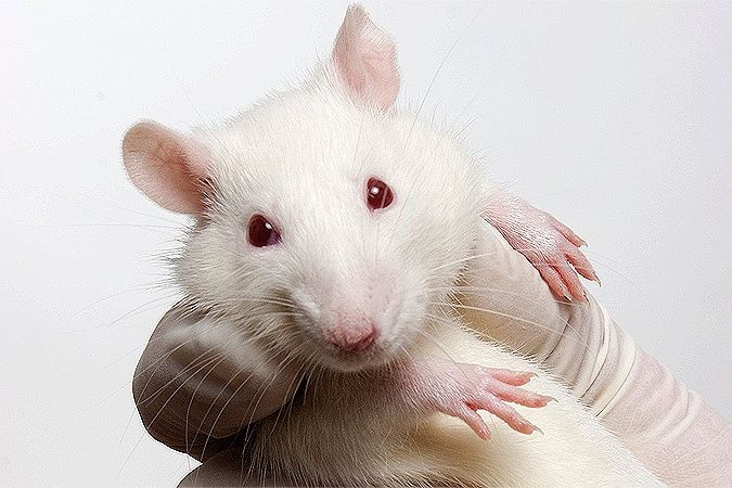 Прорив у медицині: хірург заявив про успішну пересадку голови