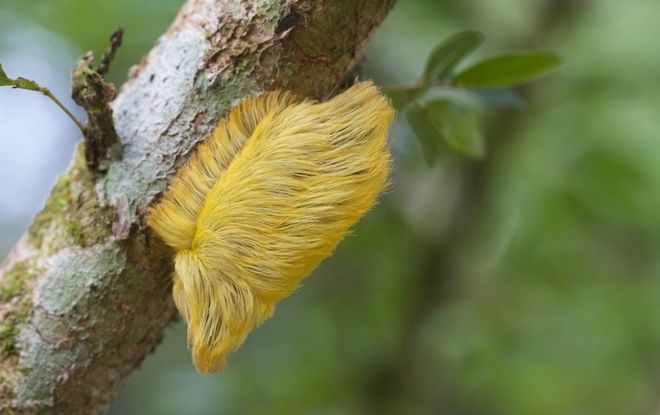Вчені показали гусеницю, схожу на зачіску Дональда Трампа