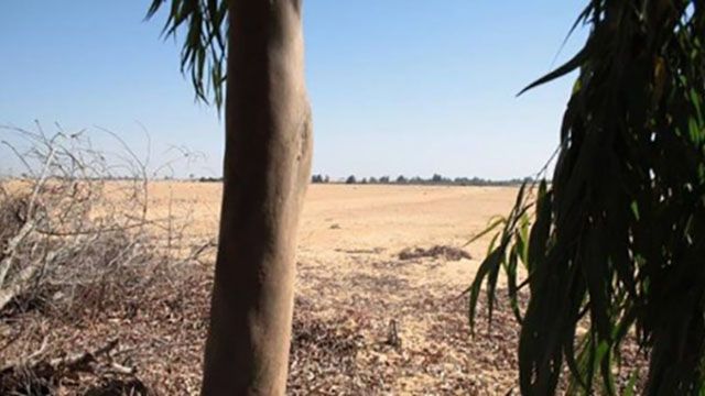 Вчені Єгипту виростили ліс у пустелі - фото 102170