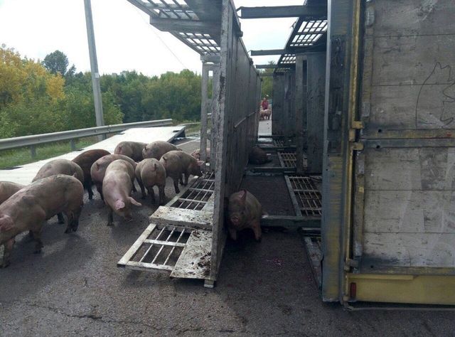 Під Харковом трасою розгулювала сотня свиней - фото 105715