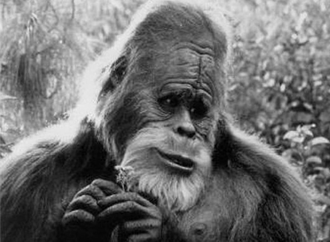 Ученим вдалося відтворити голос "снігової людини"