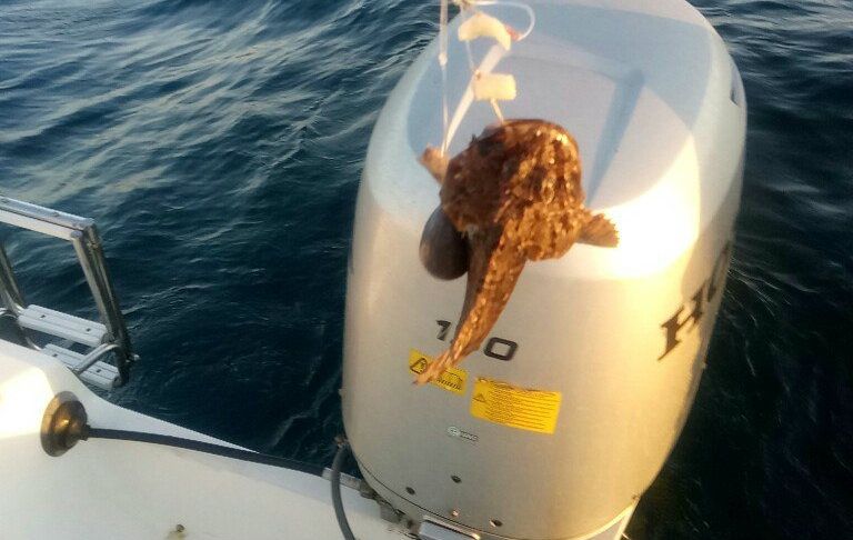 Одесит виловив в морі небезпечного хижака: цікаві фото