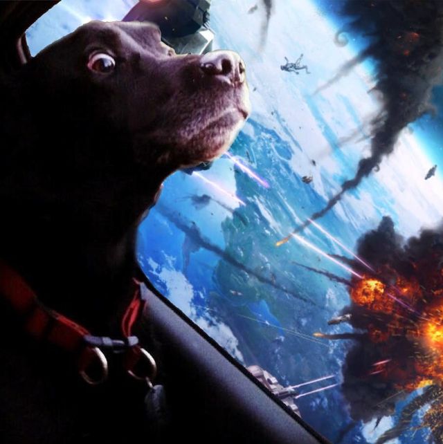 Шокований швидкою їздою пес став хітом мережі 
 - фото 105796