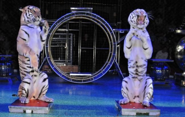 Цирк Kobzov готовий відмовитися від використання тварин у своїх шоу
