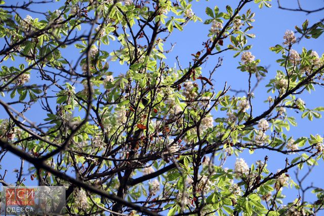 Цвітіння каштанів в Одесі - фото 106232