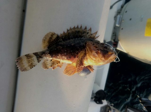 Одесит виловив в морі небезпечного хижака: цікаві фото - фото 103417