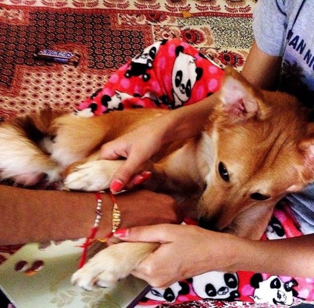 Жінка проміняла нареченого на собаку - фото 105582