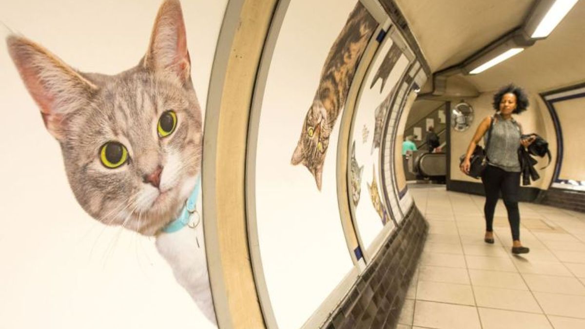 Лондонське метро заполонили коти - фото 1