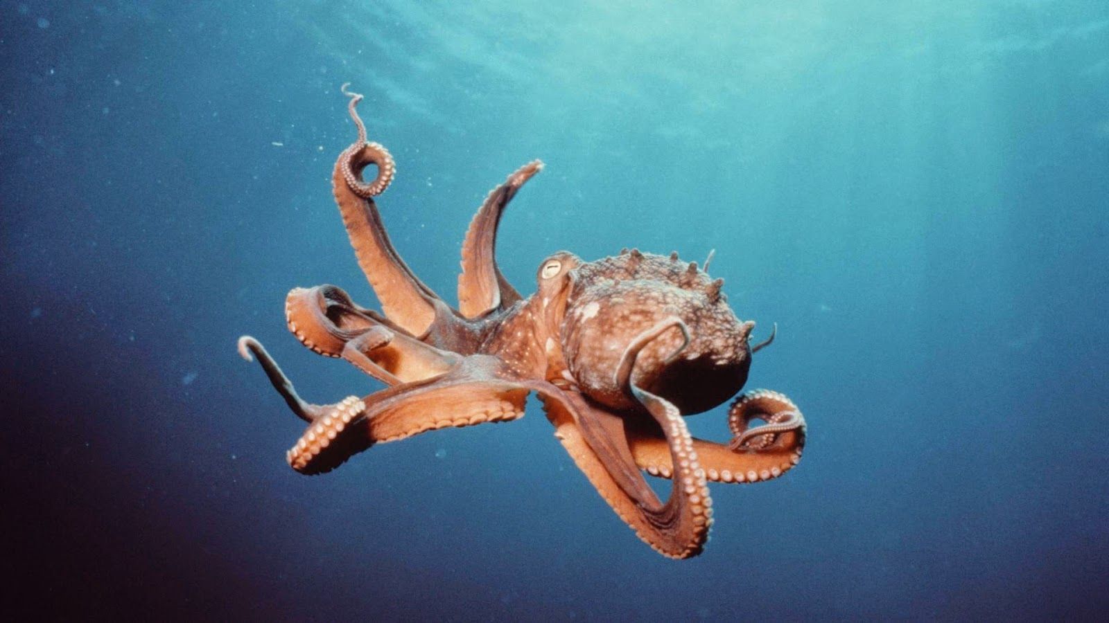 Новозеландець продемонстрував, як зубами вбити восьминога