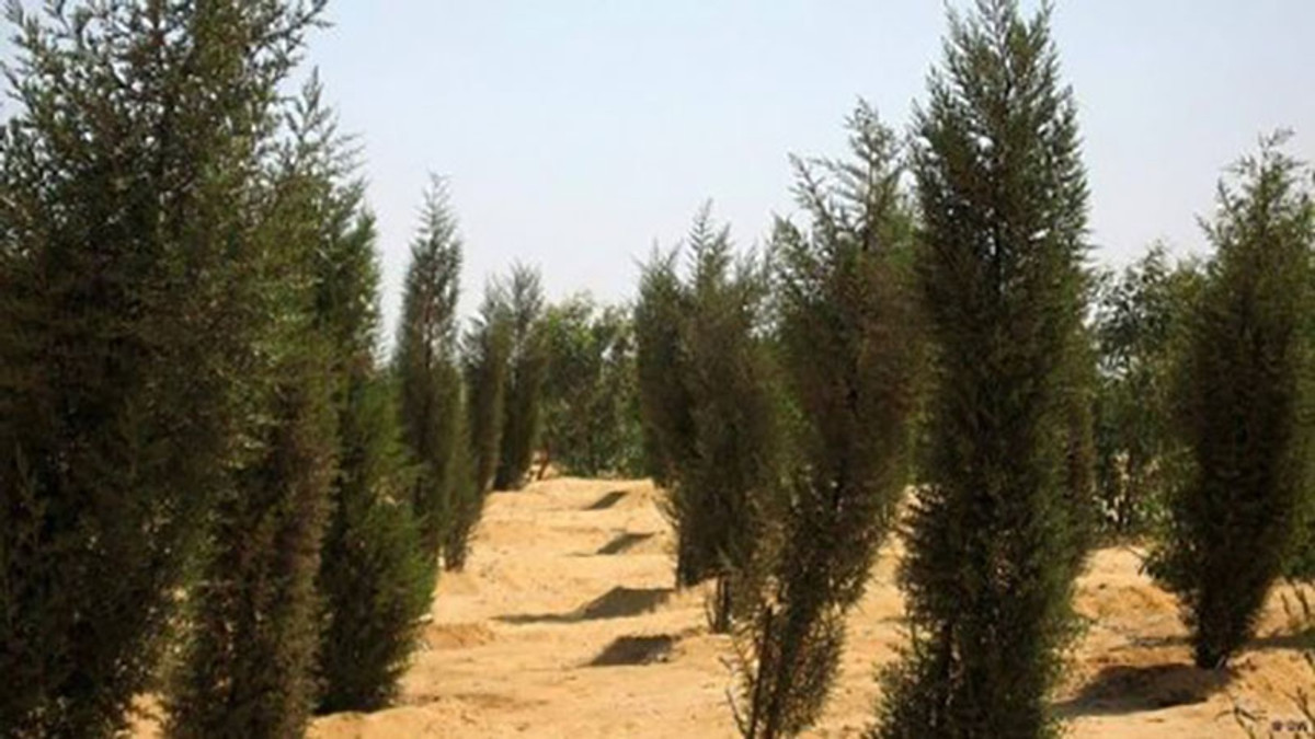 Ліс у пустелі - фото 1